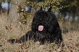 BOUVIER DES FLANDRES 282